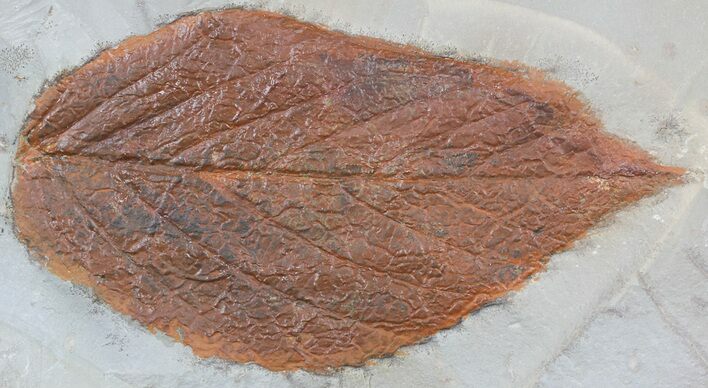 Detailed Fossil Hackberry Leaf - Montana #56664